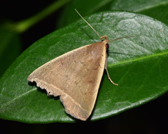 Simplicia extinctalis