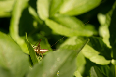 Conocephalus leptopterus