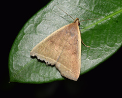 Simplicia extinctalis