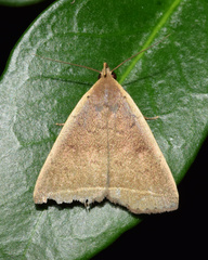 Simplicia extinctalis