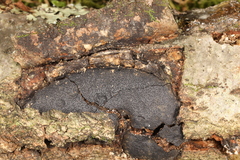 Biscogniauxia mediterranea