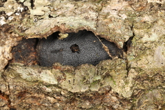 Biscogniauxia mediterranea