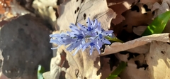 Hyacinthoides aristidis