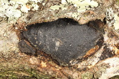 Biscogniauxia mediterranea
