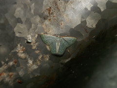 Chloropteryx languescens