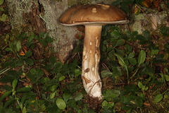 Boletus nobilissimus