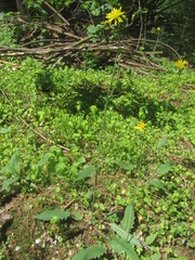 Hieracium sylvularum