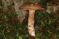 Boletus nobilissimus