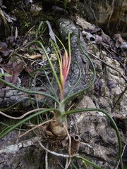Tillandsia bulbosa