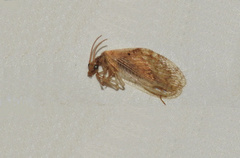 Hemerobius marginatus