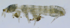 Folsomia penicula