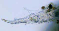 Folsomia penicula