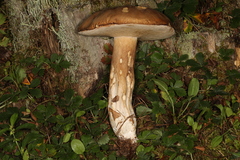 Boletus nobilissimus