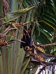 Pteropus niger
