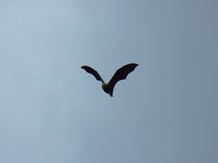 Pteropus niger