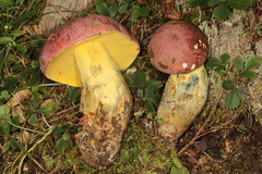 Butyriboletus roseopurpureus