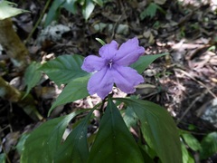 Ruellia matagalpae