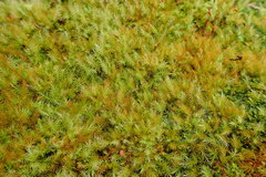 Pyrrhobryum spiniforme