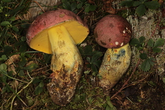 Butyriboletus roseopurpureus