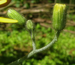 Hieracium sylvularum