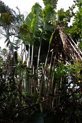 Ravenala madagascariensis
