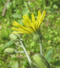 Hieracium sylvularum
