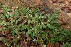 Selaginella distachya