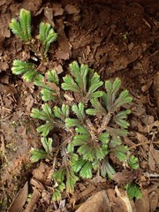 Selaginella distachya