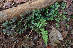 Selaginella distachya