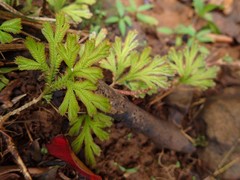 Selaginella distachya