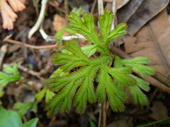 Selaginella distachya