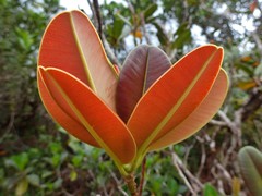 Sideroxylon puberulum