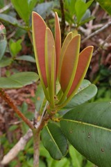 Sideroxylon puberulum