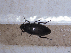 Coleoptera