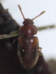 Cryptophilus