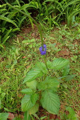 Stachytarpheta urticifolia