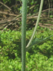 Hieracium sylvularum