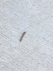 Litoprosopus futilis