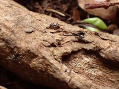 Technomyrmex albipes