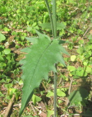 Hieracium sylvularum