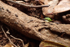 Technomyrmex albipes