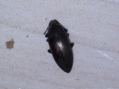 Coleoptera