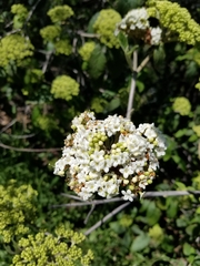 Viburnum