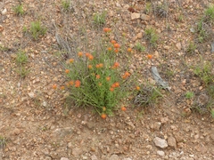 Lasiosiphon rubescens