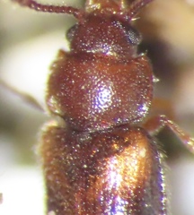 Cryptophilus