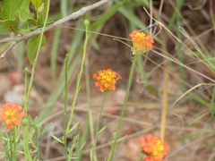 Lasiosiphon rubescens