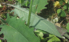 Hieracium sylvularum