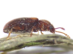 Cryptophilus