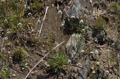 Teesdalia coronopifolia