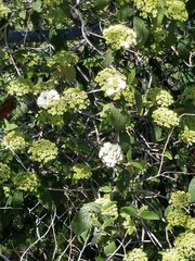Viburnum